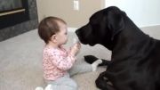 دعوای نی نی با سگ برای اسباب بازی!!!