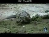 خورده شدن تمساح توسط مار پیتون