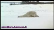 کلیپ شیرینکاری خرس قطبی