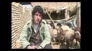 سگهای قهدریجان بهترین سگهای ایران