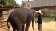 نمایش جالب فیل ها