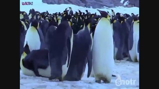 دنیای خنده دار پنگوئن ها+فیلم کلیپ گلچین صفاسا