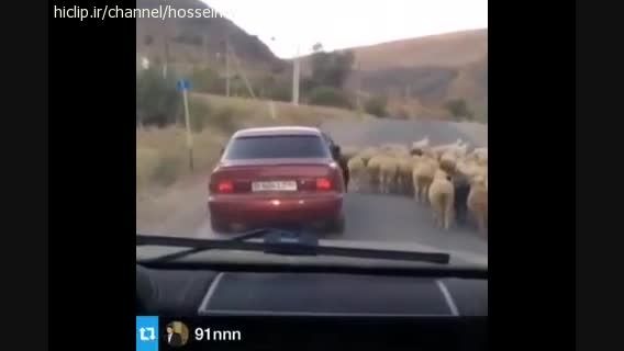 دزدین گوسفند