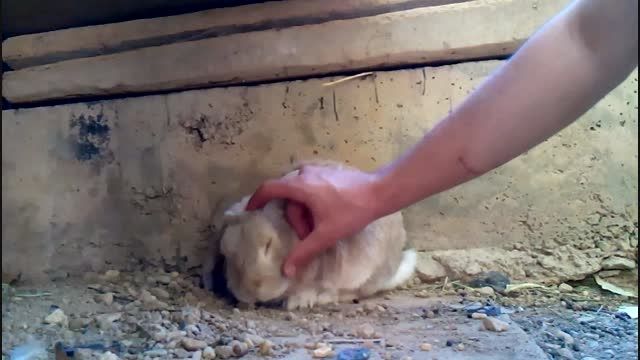 دست اموز کردن خرگوش  عشقه عشق