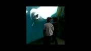 فیلم/ شوخی یک دلفین با بچه ها
