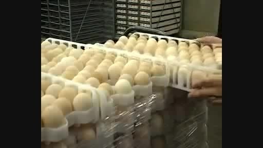 آموزش کامل نحوه جوجه کشی از تخم نطفه دار - بخش اول