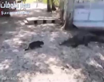 درگیری جالبِ گربه با تمساح!