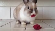 میوه خوردن خرگوش بامزه!