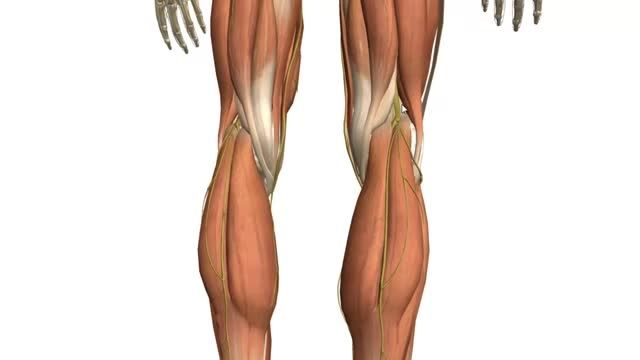 ویدئو آموزشی عضلات ساق پا (1)(Posterior Compartment)