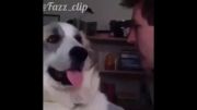 ویدیو بسیار خنده دار از یک سگ