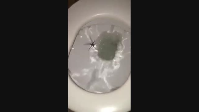 عنکبوت در دستشویی