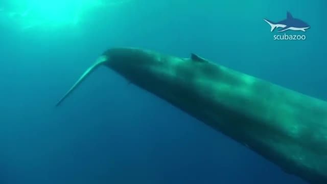 بزرگترین موجود زنده روی زمین نهنگ آبی غوا آسا