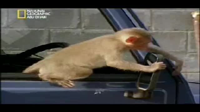 میمون و آینه ماشین