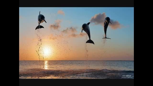 Meditation - Sounds Of Dolphins