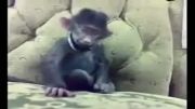 میمونی که میخنده !!!!!!