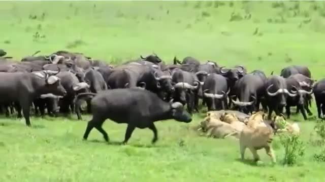 ☺ حمله بوفالوها به شیرها ☺