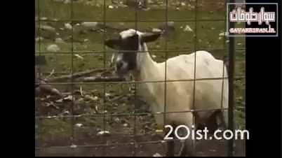 گوسفند بی حیا!