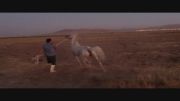 اسب عرب رقاص