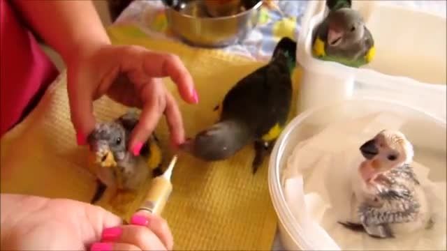 غذا دادن به بچه طوطی تازه متولد شده