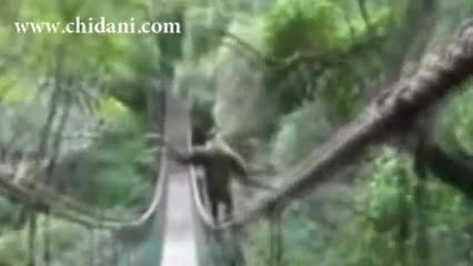 حرکت جالب میمون روی پل