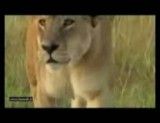 شکار گوساله توسط شیر سلطان جنگل