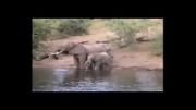 حمله کروکدیل به فیل