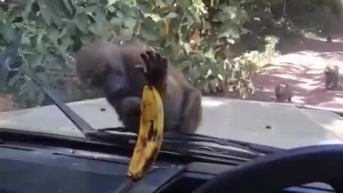 طنز فو ق العاده خنددار میمون و موز
