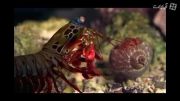 شکار خرچنگ توسط موجود جوگیر کف اقیانوس HD
