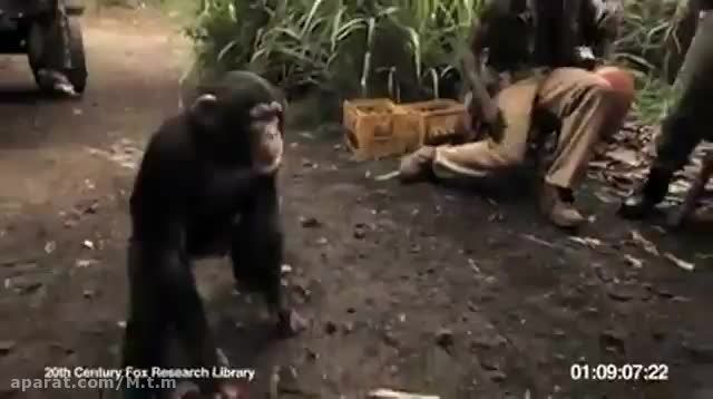 شوخی با میمون