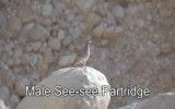 تیهوی نر  Male See-see Partridge