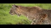 شکار موش صحرایی توسط گربه وحشی bobcat