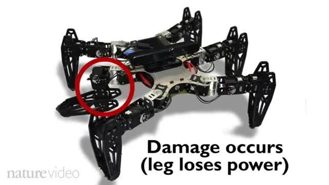 رباتی که با از دست دادن یک پا یک جور دیگر راه می رود