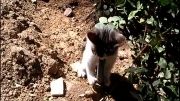 آب خوردن گربه