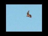شکارکبوتر توسط شاهین- بحری