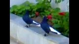 کبوتر های کمی خوشگل
