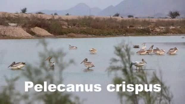 پلیکان خاکستری Dalmatian Pelican