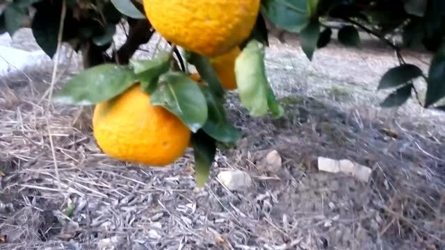 فروش باغ پرتقال یک هکتاری در مازندران
