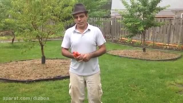 آموزش تکثیر گوجه فرنگی