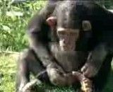 حرکت بسیار جالب و باحال یک شامپانزه