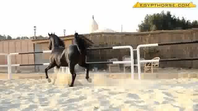 اسب - ابو ترکا