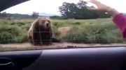 خداحافظی خرس برای مسافران
