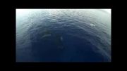 ویدئویی بسیار زیبا از دو وال در اقیانوس!!