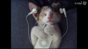 گربه و موسیقی