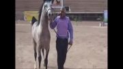 اسب سیلمی سالار (بهرمان) مسابقه ی زیبایی جدید