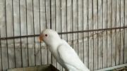 طوطی برزیلی سفید