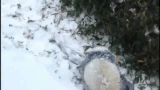 بازی پاندا در برف