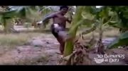 بوکائو و شکستن درخت موز با ساق پا!!