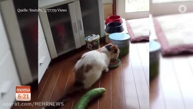 ترس عجیب گربه ها از خیار و سبزیجات