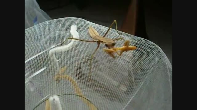 نحوه غذا خوردن مانتیس با حشره آخوندک Mantis eats