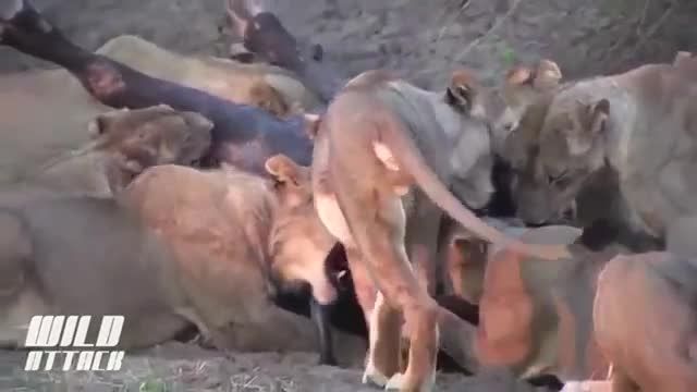 شکار بوفالو توسط 9 شیر گرسنه